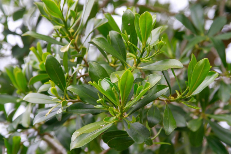 Hojas de canelón | Foto: ECFA Piriápolis